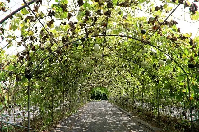 2025淡水奎柔山路百合花,05/17即時花況🌸|同場加映: 2025淡水奎柔山路百合花,05/17即時花況🌸|同場加映: