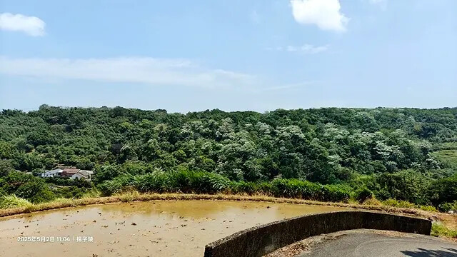 2025新北三芝賞桐步道🌸，5/2即時花況。