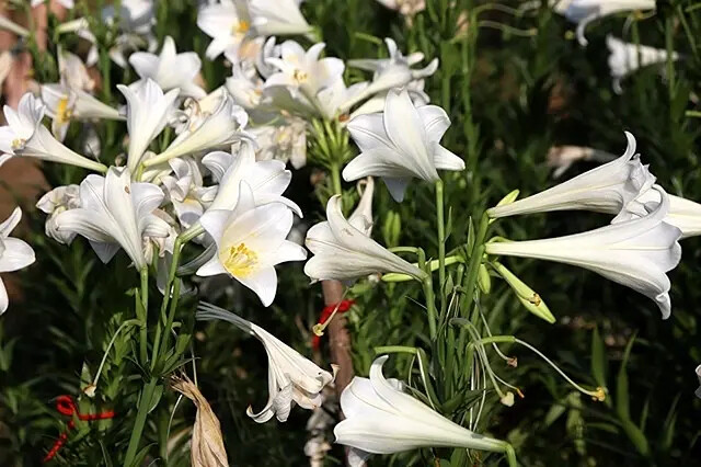 2025淡水奎柔山路百合花,05/17即時花況🌸|同場加映: 2025淡水奎柔山路百合花,05/17即時花況🌸|同場加映: