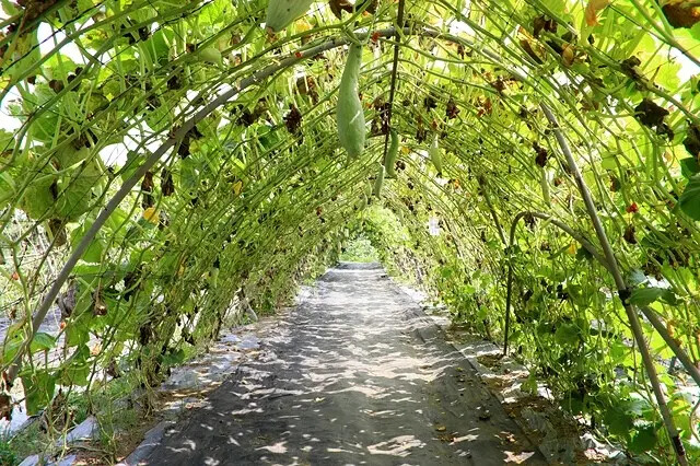 2025淡水奎柔山路百合花,05/17即時花況🌸|同場加映: 2025淡水奎柔山路百合花,05/17即時花況🌸|同場加映: