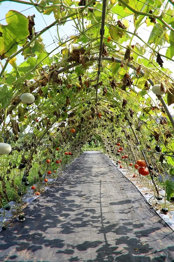 2025淡水奎柔山路百合花,05/17即時花況🌸|同場加映: 2025淡水奎柔山路百合花,05/17即時花況🌸|同場加映: