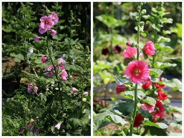 2025淡水奎柔山路百合花,05/17即時花況🌸|同場加映: 2025淡水奎柔山路百合花,05/17即時花況🌸|同場加映: