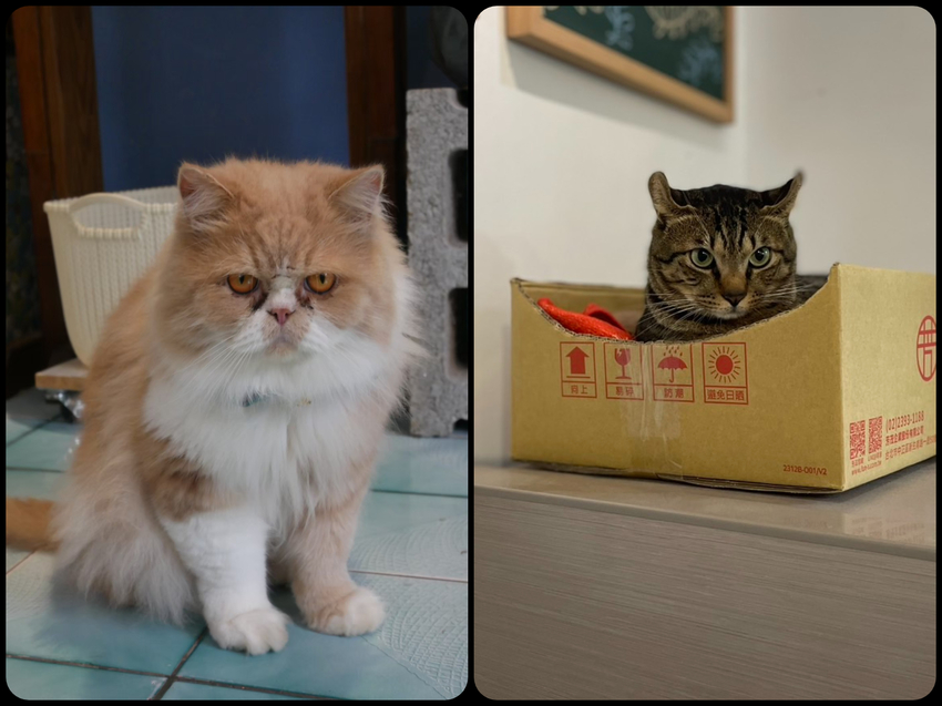 苗栗縣竹南鎮思達卜咖啡-位於五穀宮旁的老屋咖啡廳,提供咖啡飲品/在地好茶/輕食點心/場地租借/手作課程(^∀^●)ノシ