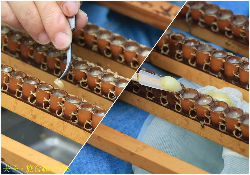 東和蜂文化觀光工廠 我與蜜蜂的近距離接觸