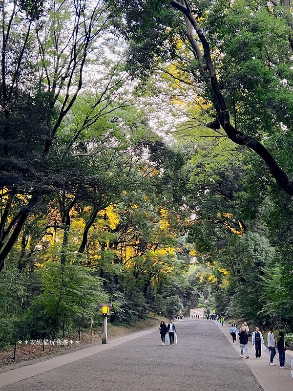 日本【2024日本關東。哈利波特的東京之旅】雨中的明治神宮（二訪）