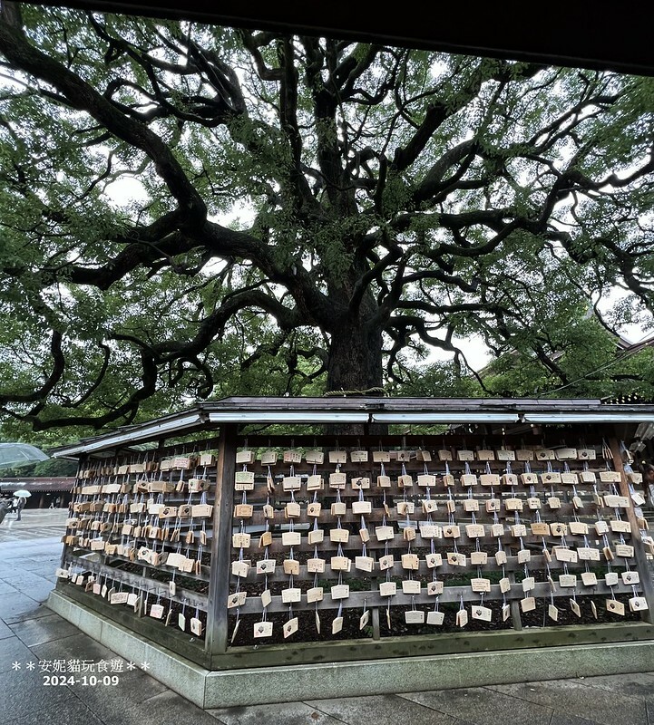 日本【2024日本關東。哈利波特的東京之旅】雨中的明治神宮（二訪）