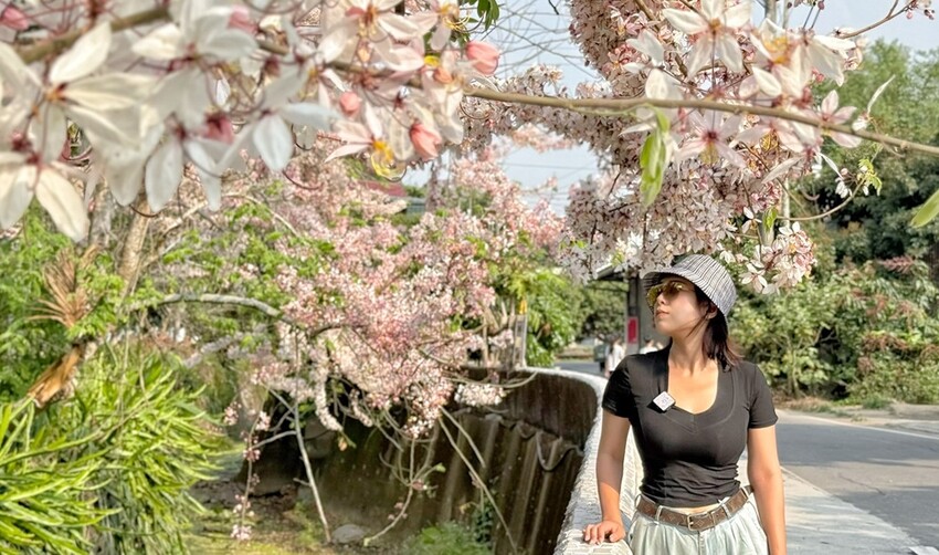 嘉義縣竹崎鄉嘉義景點/竹崎阿拉伯的粉紅村，季節限定的花旗木及金針花海！