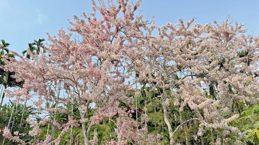 嘉義縣竹崎鄉嘉義景點/竹崎阿拉伯的粉紅村，季節限定的花旗木及金針花海！