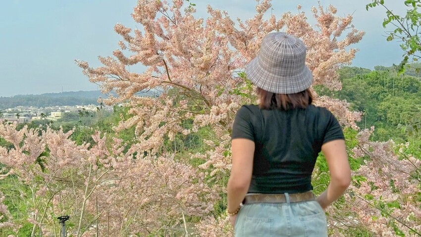 嘉義縣竹崎鄉嘉義景點/竹崎阿拉伯的粉紅村，季節限定的花旗木及金針花海！