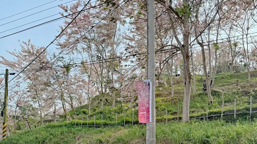 嘉義縣竹崎鄉嘉義景點/竹崎阿拉伯的粉紅村，季節限定的花旗木及金針花海！