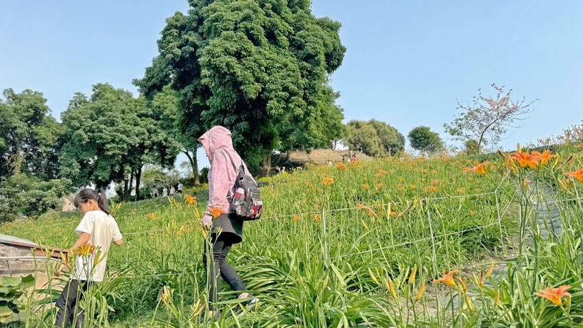 嘉義縣竹崎鄉嘉義景點/竹崎阿拉伯的粉紅村，季節限定的花旗木及金針花海！