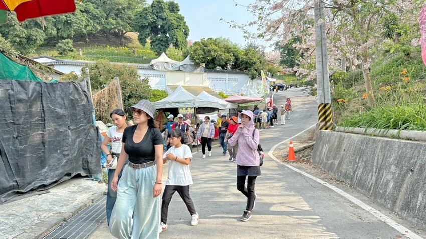 嘉義縣竹崎鄉嘉義景點/竹崎阿拉伯的粉紅村，季節限定的花旗木及金針花海！