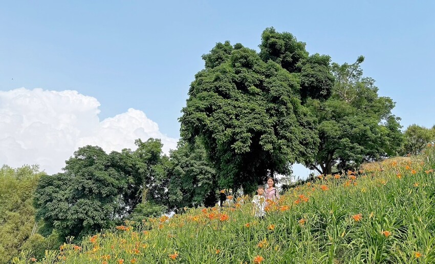 嘉義縣竹崎鄉嘉義景點/竹崎阿拉伯的粉紅村，季節限定的花旗木及金針花海！
