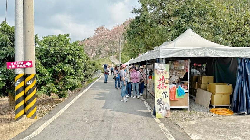 嘉義縣竹崎鄉嘉義景點/竹崎阿拉伯的粉紅村，季節限定的花旗木及金針花海！