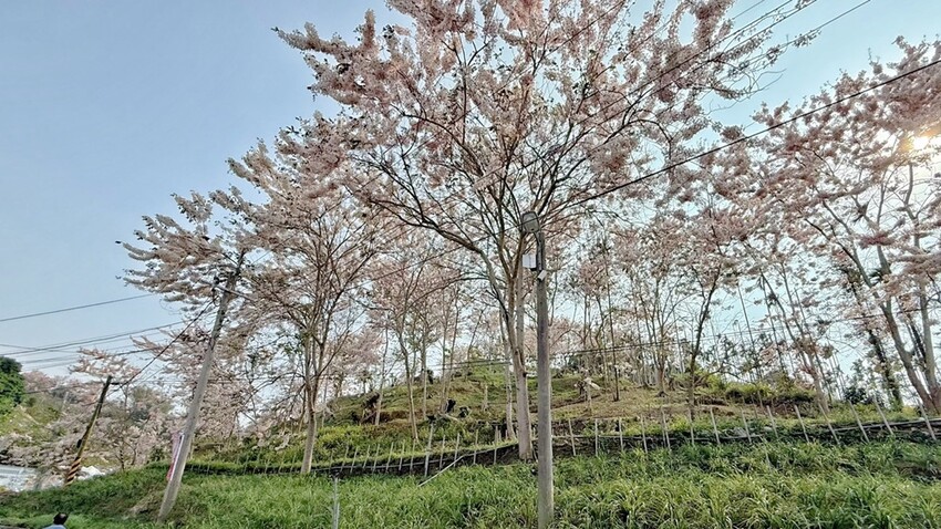 嘉義縣竹崎鄉嘉義景點/竹崎阿拉伯的粉紅村，季節限定的花旗木及金針花海！