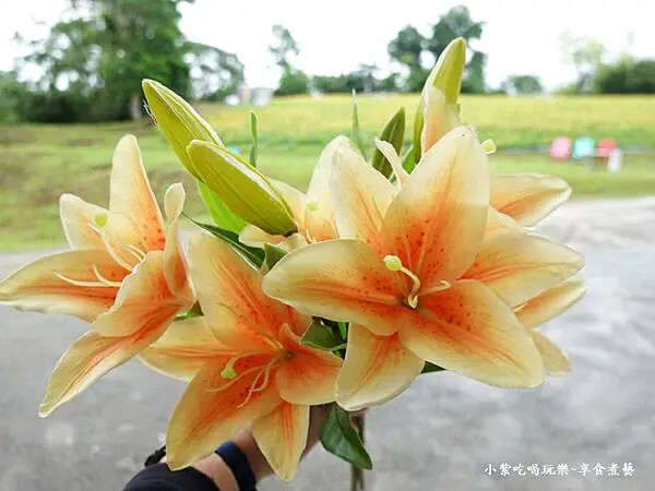 打卡拍照花束道具-百吉金針花 (2).jpg