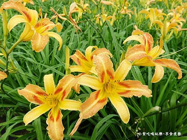 大溪-百吉休閒農業體驗園區遊客中心 (11).jpg