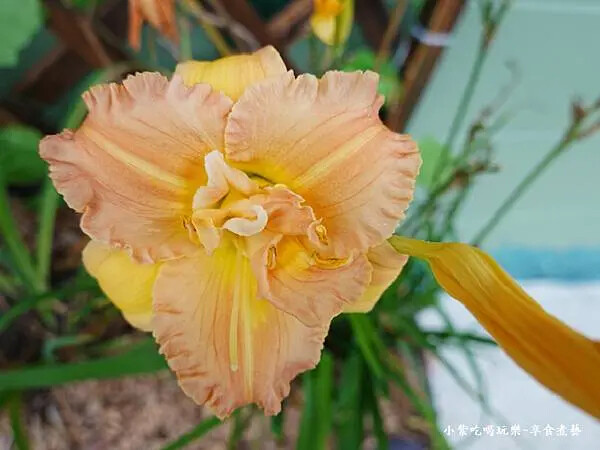 特殊品種金針花-百吉金針花 (1).jpg