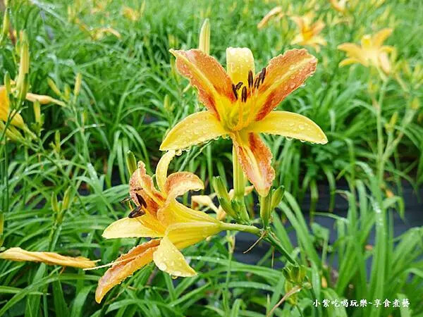 大溪-百吉休閒農業體驗園區遊客中心 (15).jpg