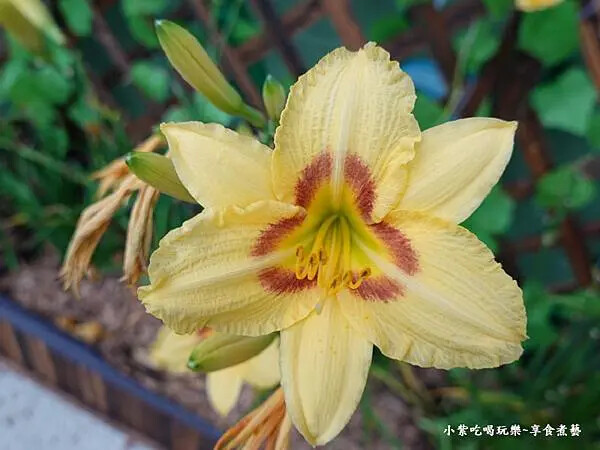 特殊品種金針花-百吉金針花 (2).jpg