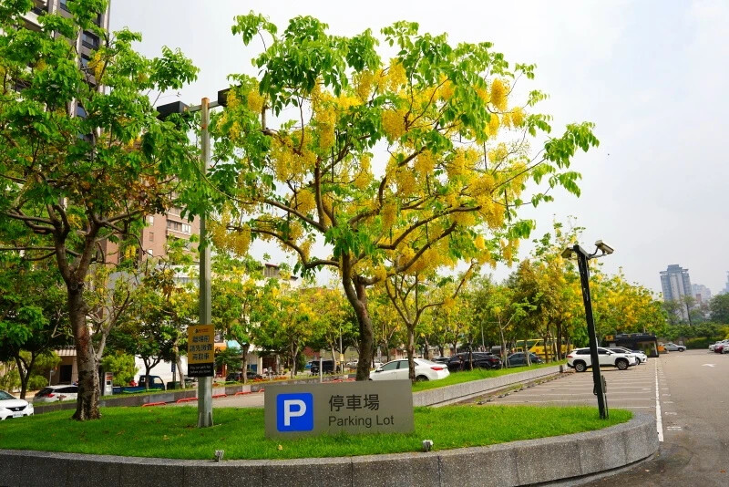 台中市東區花還沒開，這些景點你要先知道｜2025阿勃勒花季筆記