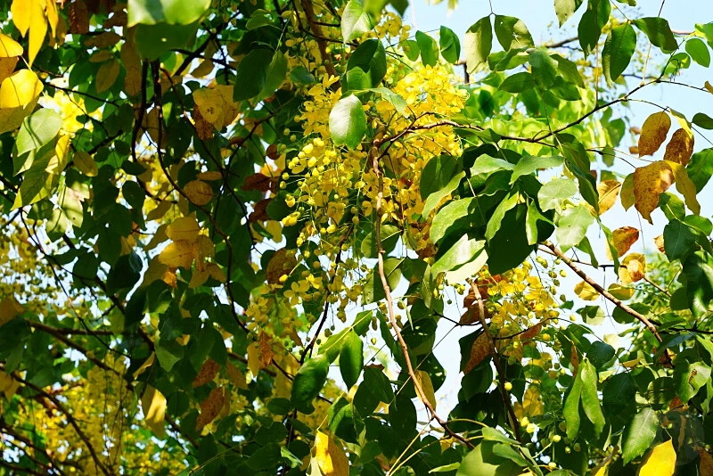 台中市東區花還沒開，這些景點你要先知道｜2025阿勃勒花季筆記