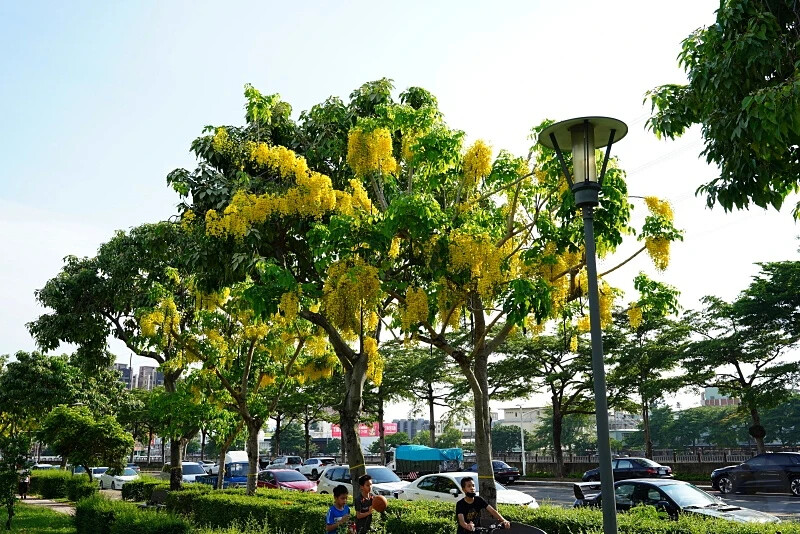 台中市東區花還沒開，這些景點你要先知道｜2025阿勃勒花季筆記