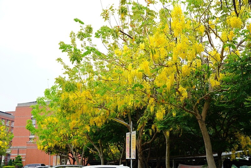 台中市東區花還沒開，這些景點你要先知道｜2025阿勃勒花季筆記