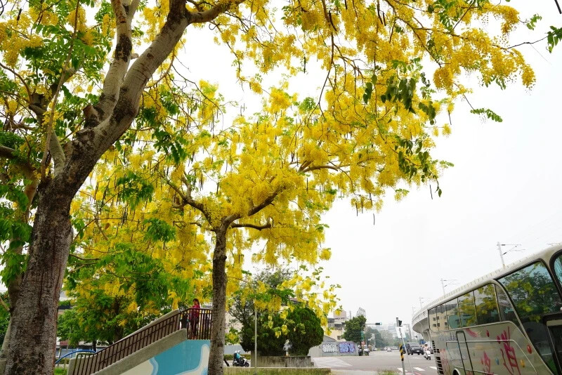 台中市東區花還沒開，這些景點你要先知道｜2025阿勃勒花季筆記