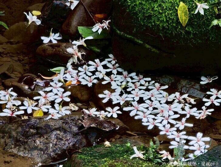 新北市土城區【2025新北油桐花】五月雪的浪漫季節 土城賞螢、賞魚、賞桐 漫步桐花步道 愛就跟我一起快樂GO !