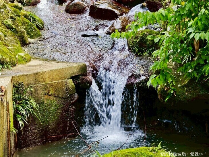 新北市土城區【2025新北油桐花】五月雪的浪漫季節 土城賞螢、賞魚、賞桐 漫步桐花步道 愛就跟我一起快樂GO !