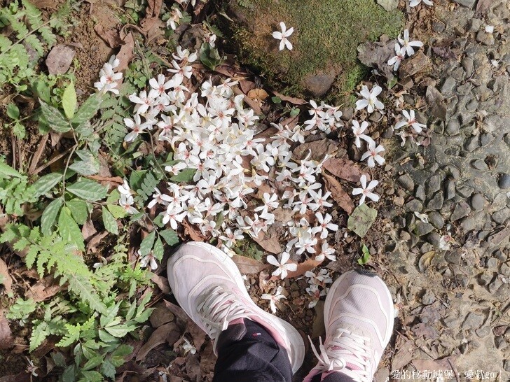 新北市土城區【2025新北油桐花】五月雪的浪漫季節 土城賞螢、賞魚、賞桐 漫步桐花步道 愛就跟我一起快樂GO !
