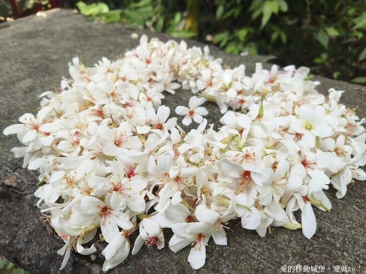 新北市土城區【2025新北油桐花】五月雪的浪漫季節 土城賞螢、賞魚、賞桐 漫步桐花步道 愛就跟我一起快樂GO !