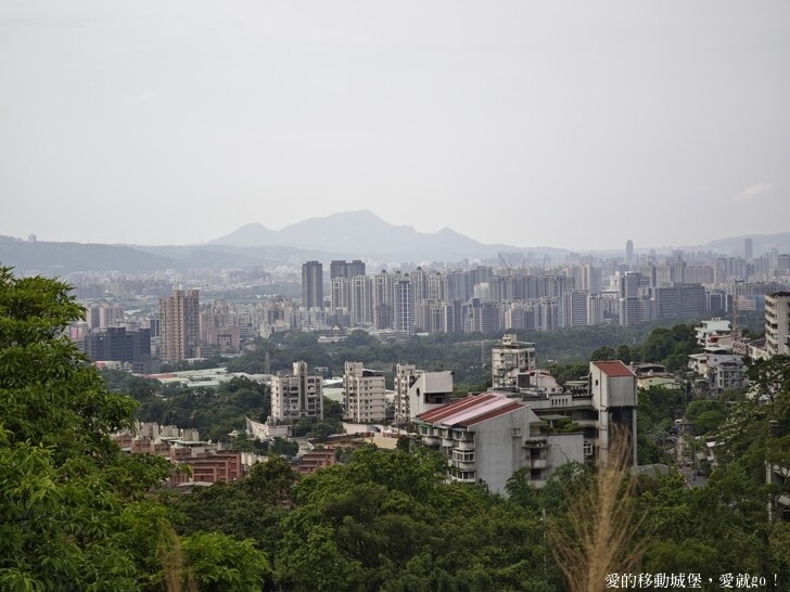 新北市土城區【2025新北油桐花】五月雪的浪漫季節 土城賞螢、賞魚、賞桐 漫步桐花步道 愛就跟我一起快樂GO !