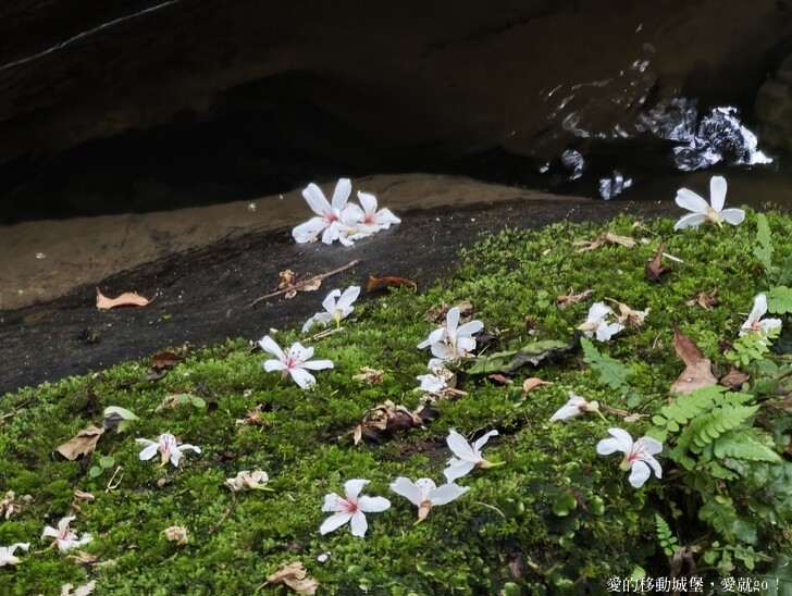 新北市土城區【2025新北油桐花】五月雪的浪漫季節 土城賞螢、賞魚、賞桐 漫步桐花步道 愛就跟我一起快樂GO !