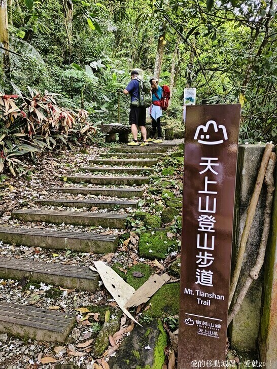 新北市土城區【2025新北油桐花】五月雪的浪漫季節 土城賞螢、賞魚、賞桐 漫步桐花步道 愛就跟我一起快樂GO !