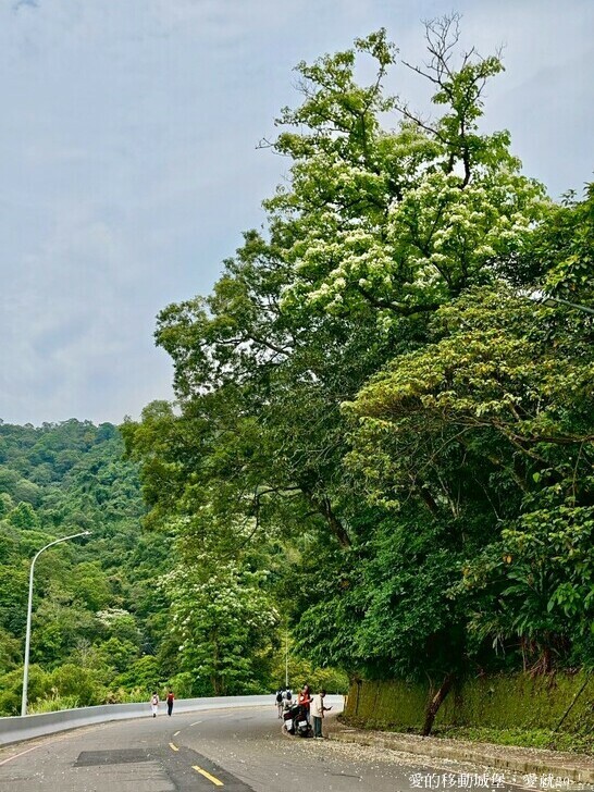 新北市土城區【2025新北油桐花】五月雪的浪漫季節 土城賞螢、賞魚、賞桐 漫步桐花步道 愛就跟我一起快樂GO !