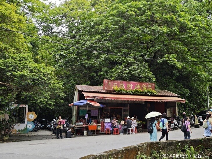 新北市土城區【2025新北油桐花】五月雪的浪漫季節 土城賞螢、賞魚、賞桐 漫步桐花步道 愛就跟我一起快樂GO !