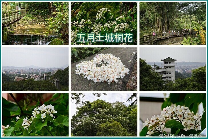 新北市土城區【2025新北油桐花】五月雪的浪漫季節 土城賞螢、賞魚、賞桐 漫步桐花步道 愛就跟我一起快樂GO !