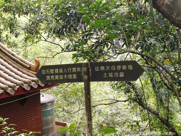 新北市土城區【2025新北油桐花】五月雪的浪漫季節 土城賞螢、賞魚、賞桐 漫步桐花步道 愛就跟我一起快樂GO !
