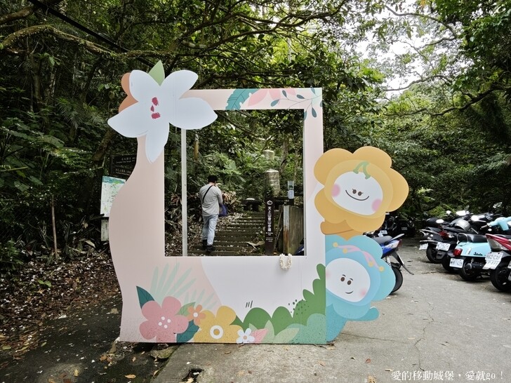新北市土城區【2025新北油桐花】五月雪的浪漫季節 土城賞螢、賞魚、賞桐 漫步桐花步道 愛就跟我一起快樂GO !