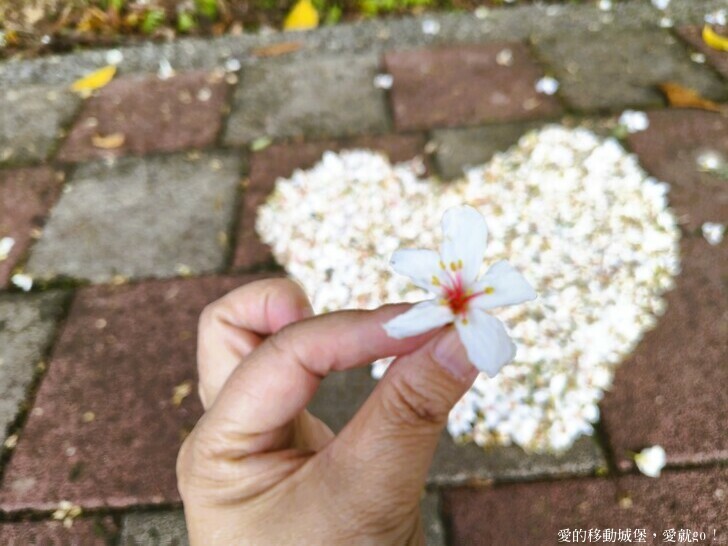 新北市土城區【2025新北油桐花】五月雪的浪漫季節 土城賞螢、賞魚、賞桐 漫步桐花步道 愛就跟我一起快樂GO !
