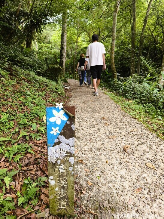 新北市土城區【2025新北油桐花】五月雪的浪漫季節 土城賞螢、賞魚、賞桐 漫步桐花步道 愛就跟我一起快樂GO !