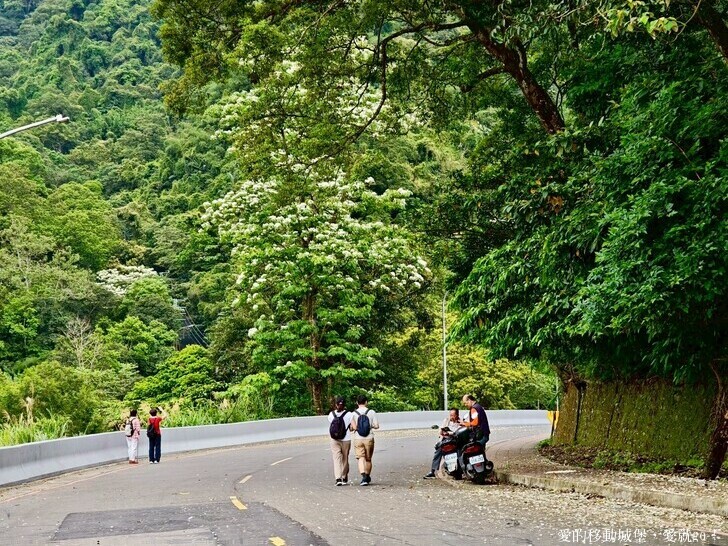 新北市土城區【2025新北油桐花】五月雪的浪漫季節 土城賞螢、賞魚、賞桐 漫步桐花步道 愛就跟我一起快樂GO !