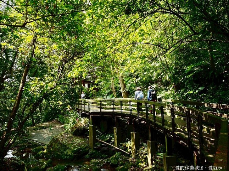 新北市土城區【2025新北油桐花】五月雪的浪漫季節 土城賞螢、賞魚、賞桐 漫步桐花步道 愛就跟我一起快樂GO !