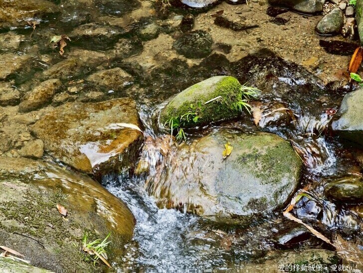 新北市土城區【2025新北油桐花】五月雪的浪漫季節 土城賞螢、賞魚、賞桐 漫步桐花步道 愛就跟我一起快樂GO !