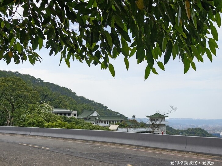 新北市土城區【2025新北油桐花】五月雪的浪漫季節 土城賞螢、賞魚、賞桐 漫步桐花步道 愛就跟我一起快樂GO !