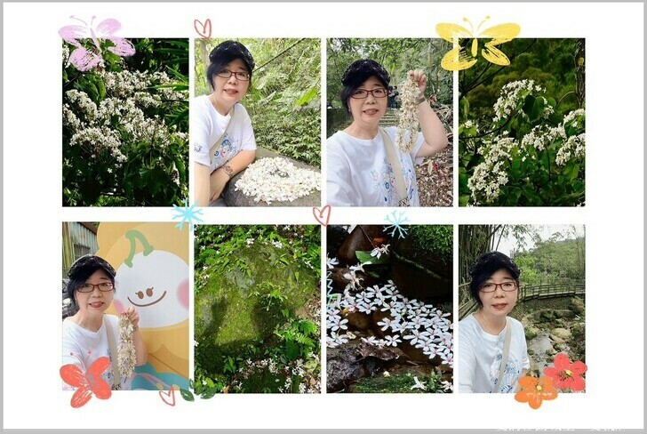 新北市土城區【2025新北油桐花】五月雪的浪漫季節 土城賞螢、賞魚、賞桐 漫步桐花步道 愛就跟我一起快樂GO !