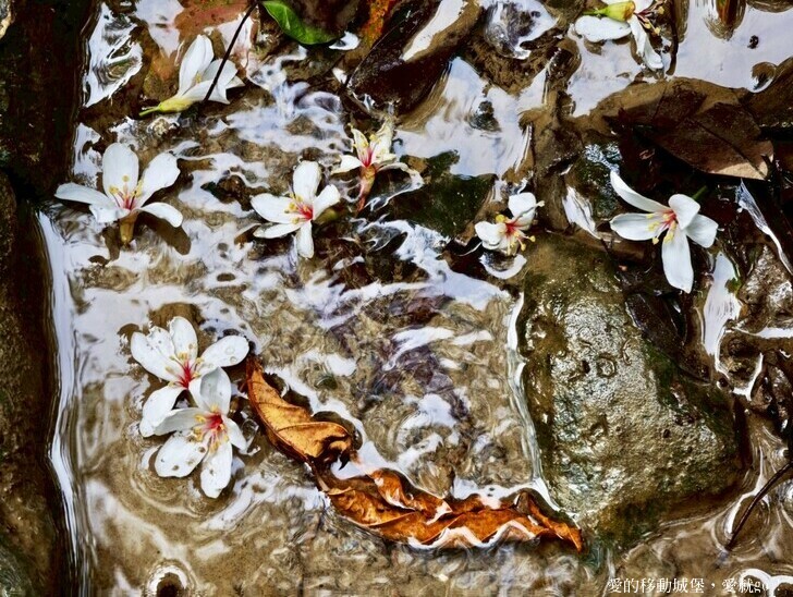 新北市土城區【2025新北油桐花】五月雪的浪漫季節 土城賞螢、賞魚、賞桐 漫步桐花步道 愛就跟我一起快樂GO !