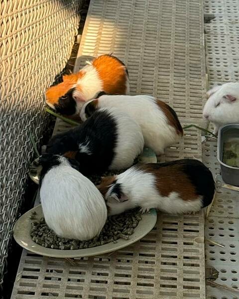 LINE_ALBUM_神探_250320_32